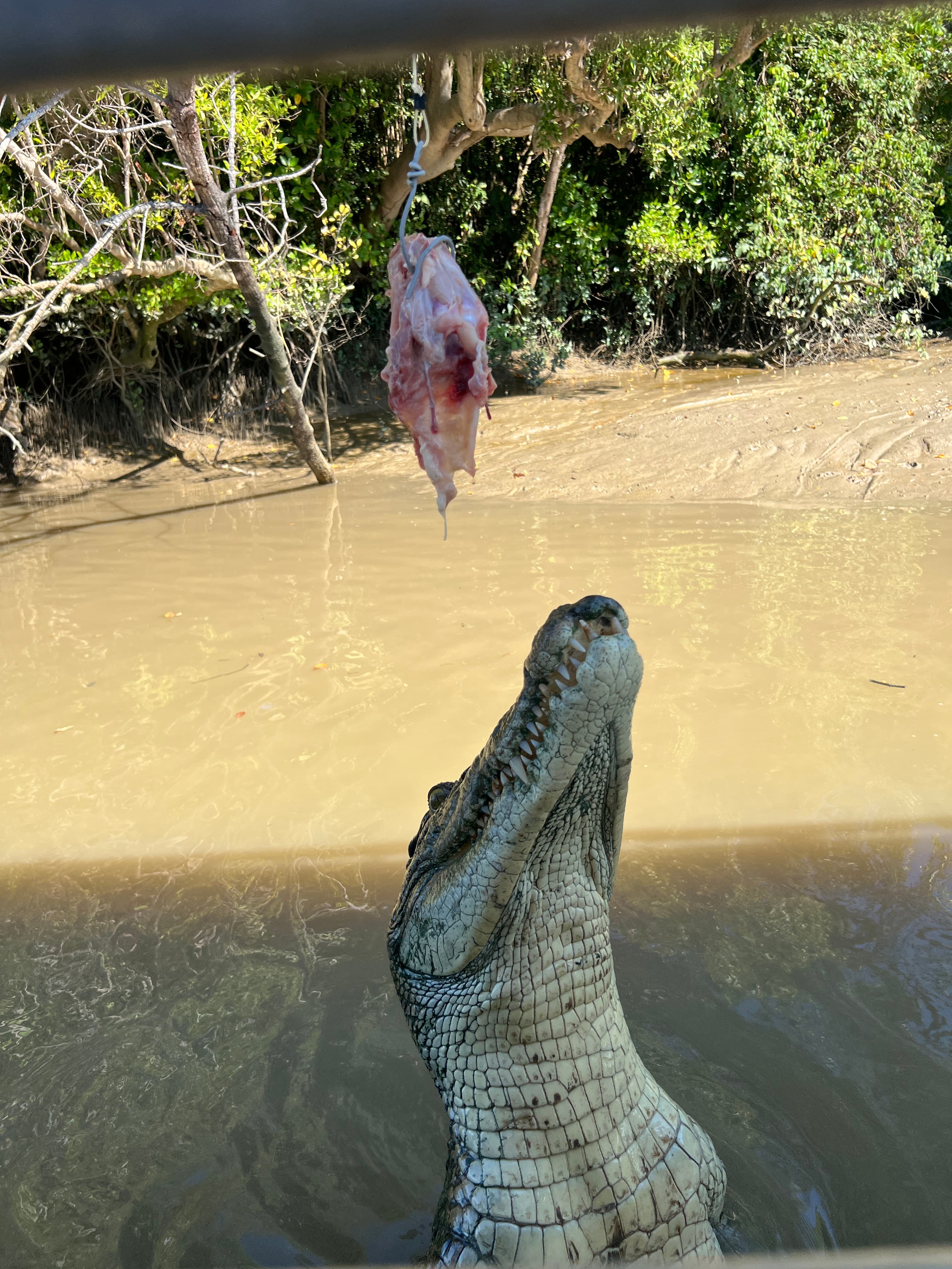 Jumping Croc Cruise