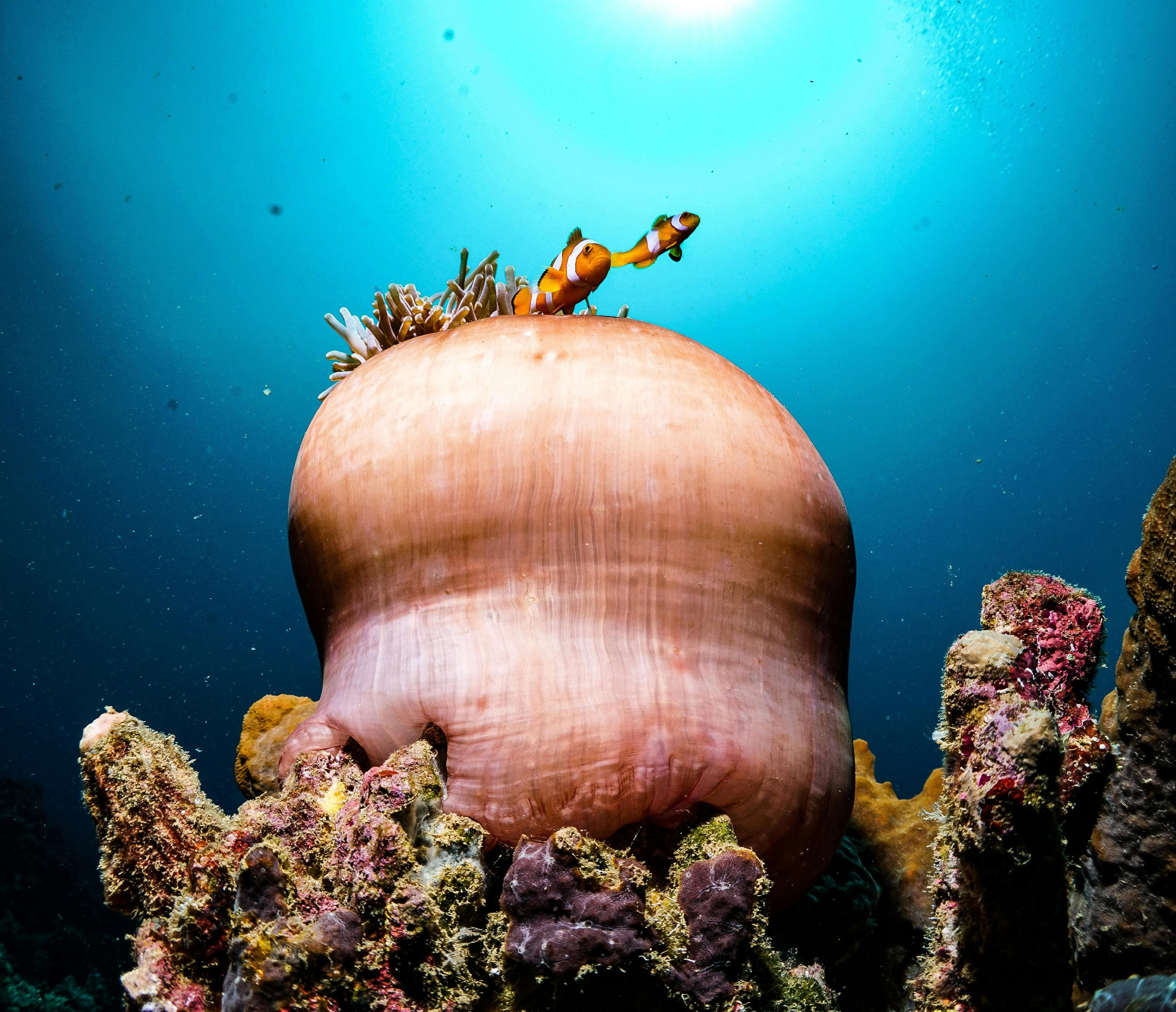 Experience the Great Barrier Reef without breaking the bank. Discover must-do tours, highlights, and how to travel to Cairns cheaply with Imoova relocations.