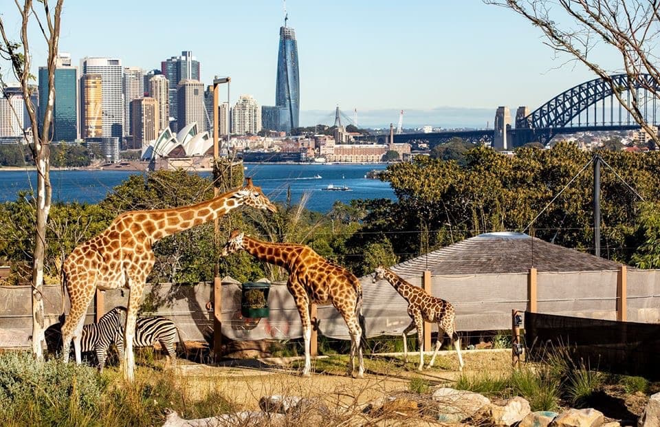 Taronga Zoo - Travel destination
